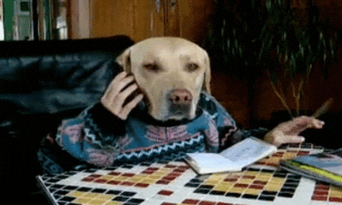 Dog at desk on the phone waiting for an answer