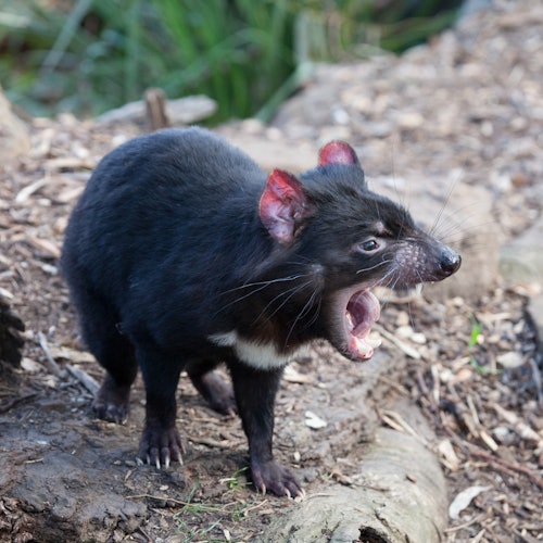 塔斯马尼亚恶魔，全身黑色毛发，粉红色耳朵，嘴巴大开，站在岩石地面上。背景是绿色的植物。