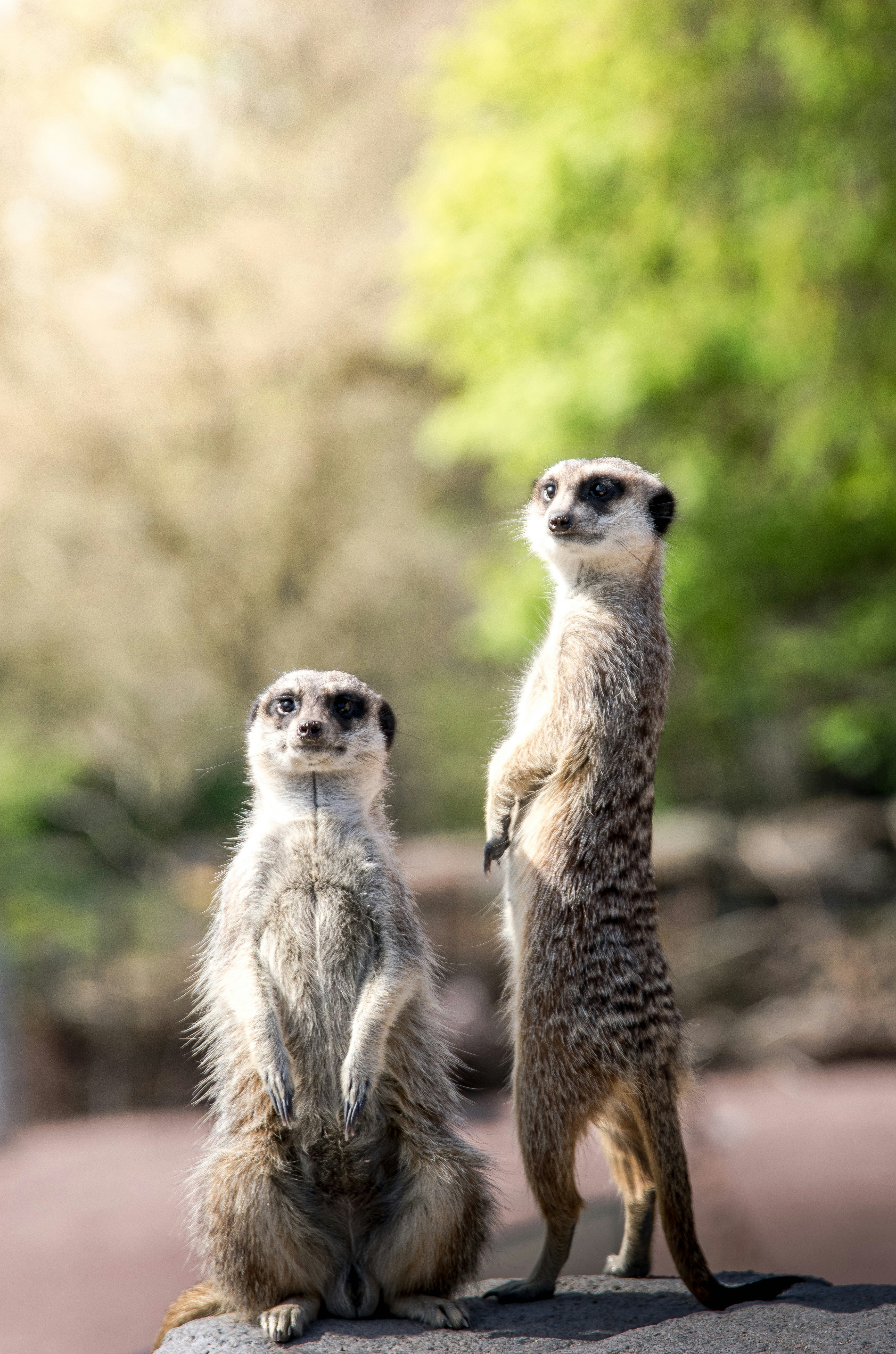 meerkat