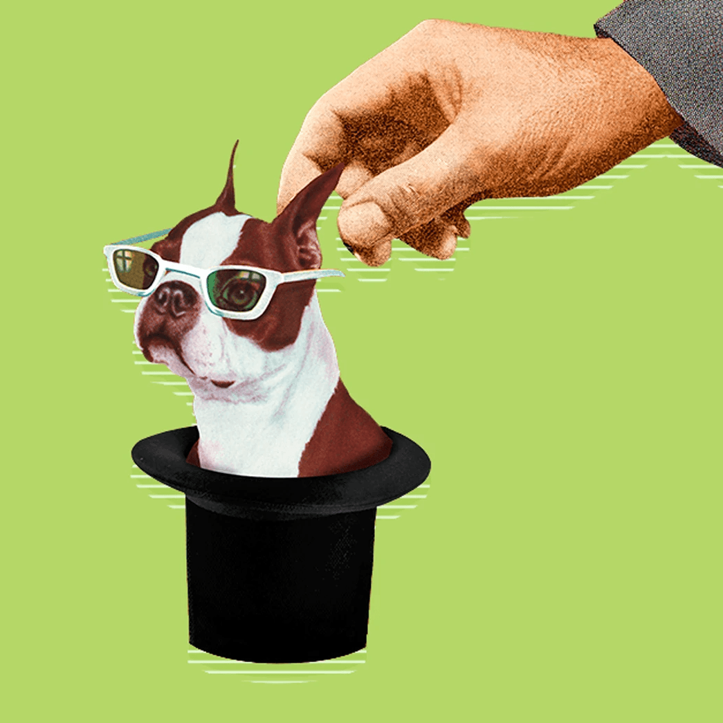 Perro con gafas saliendo de un sombrero mágico siendo sujetado por una mano.