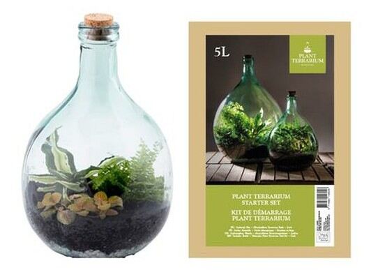 Orchids and tropical plants for gifting