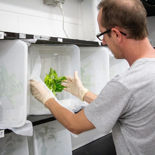 A man wearing gloves and a gray shirt places green leaves into a white ventilated box on a shelf in a laboratory setting.