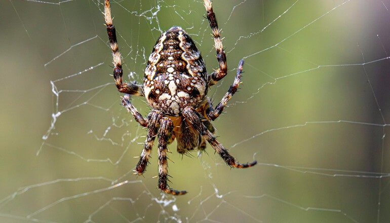 Spider hanging from web