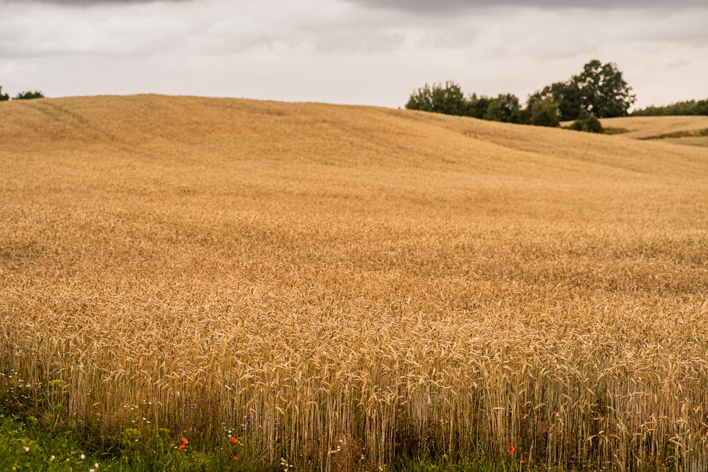 An image of a field