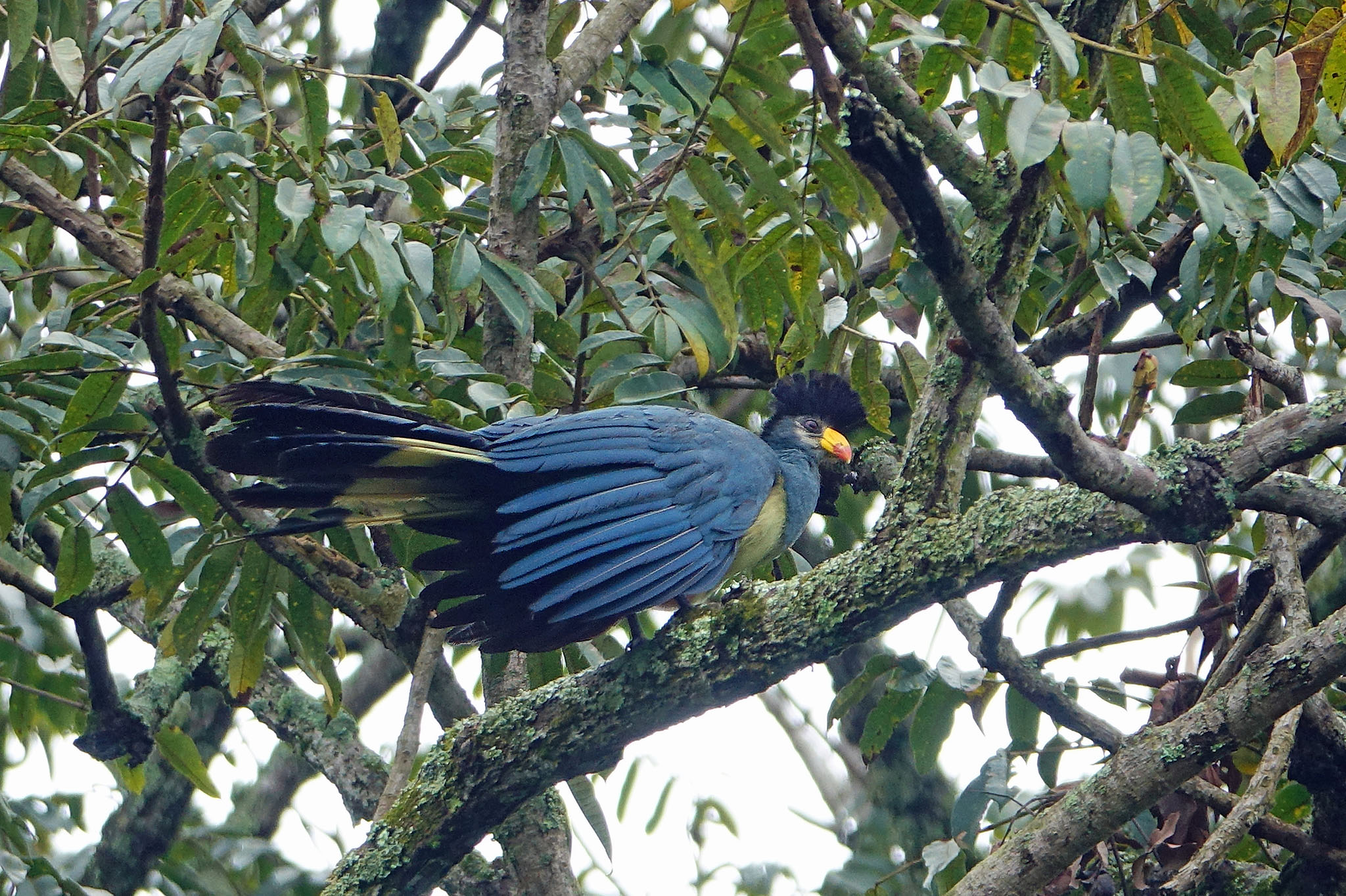 great blue turacao_Uganda