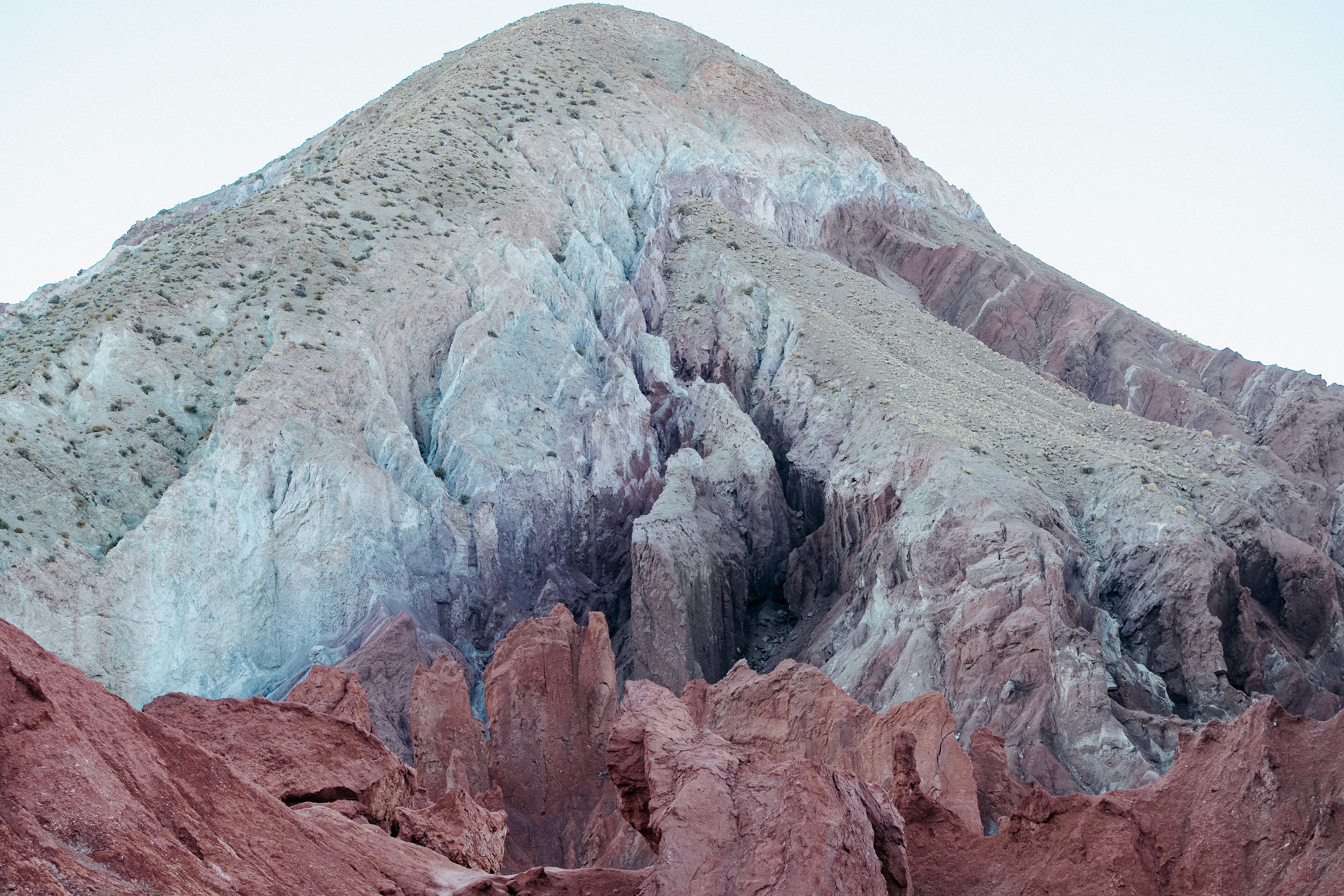 animal running on field