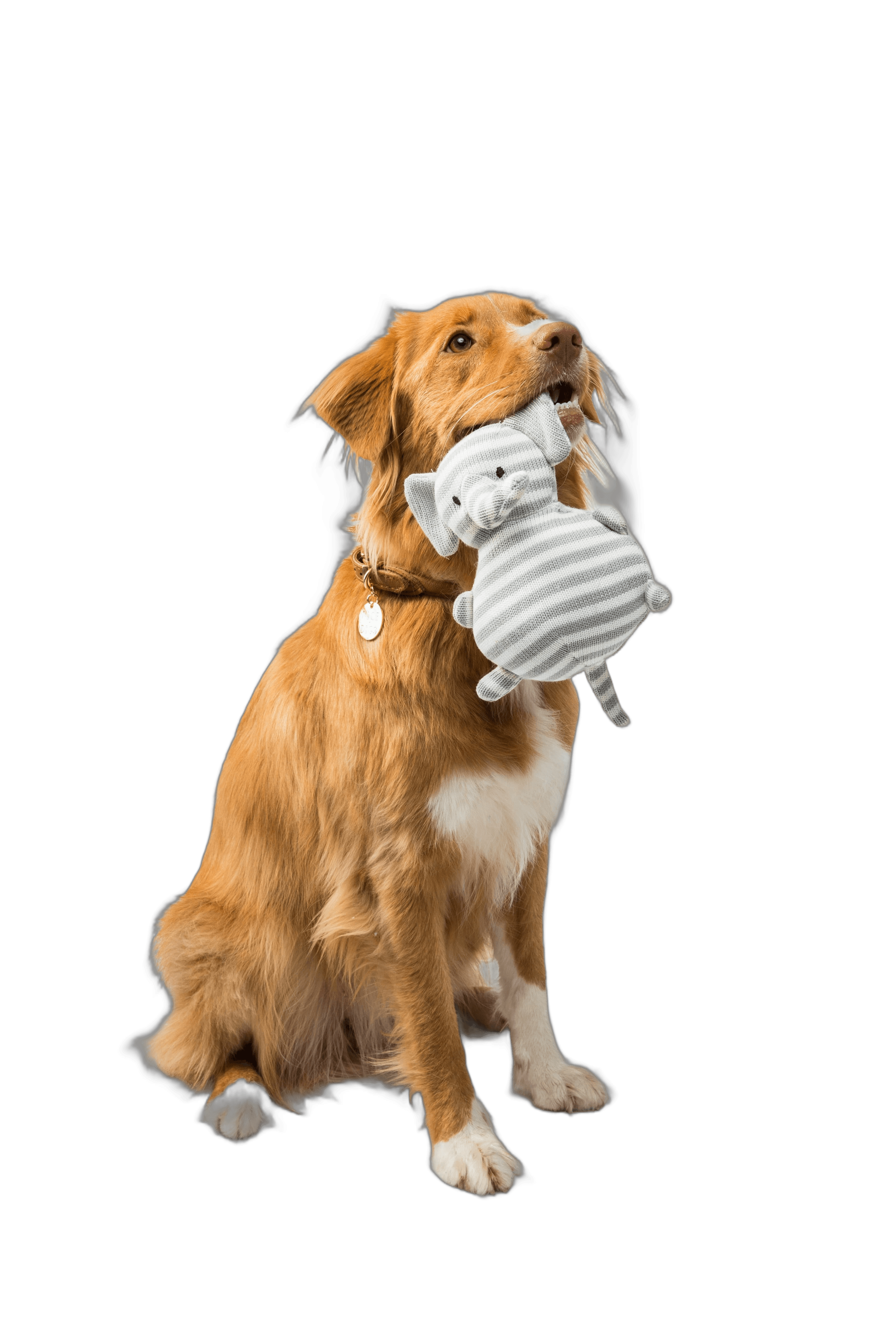 brown-and-white-short-coated-dog-biting-white-and-blue-ball - flouffy (unsplash)./pho