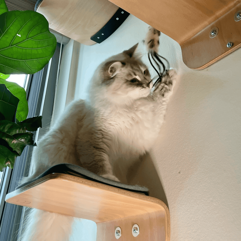 Finding the Right Toy for Your Cat
