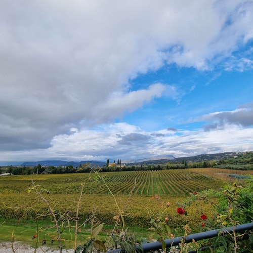 Panoramic view & vineyards