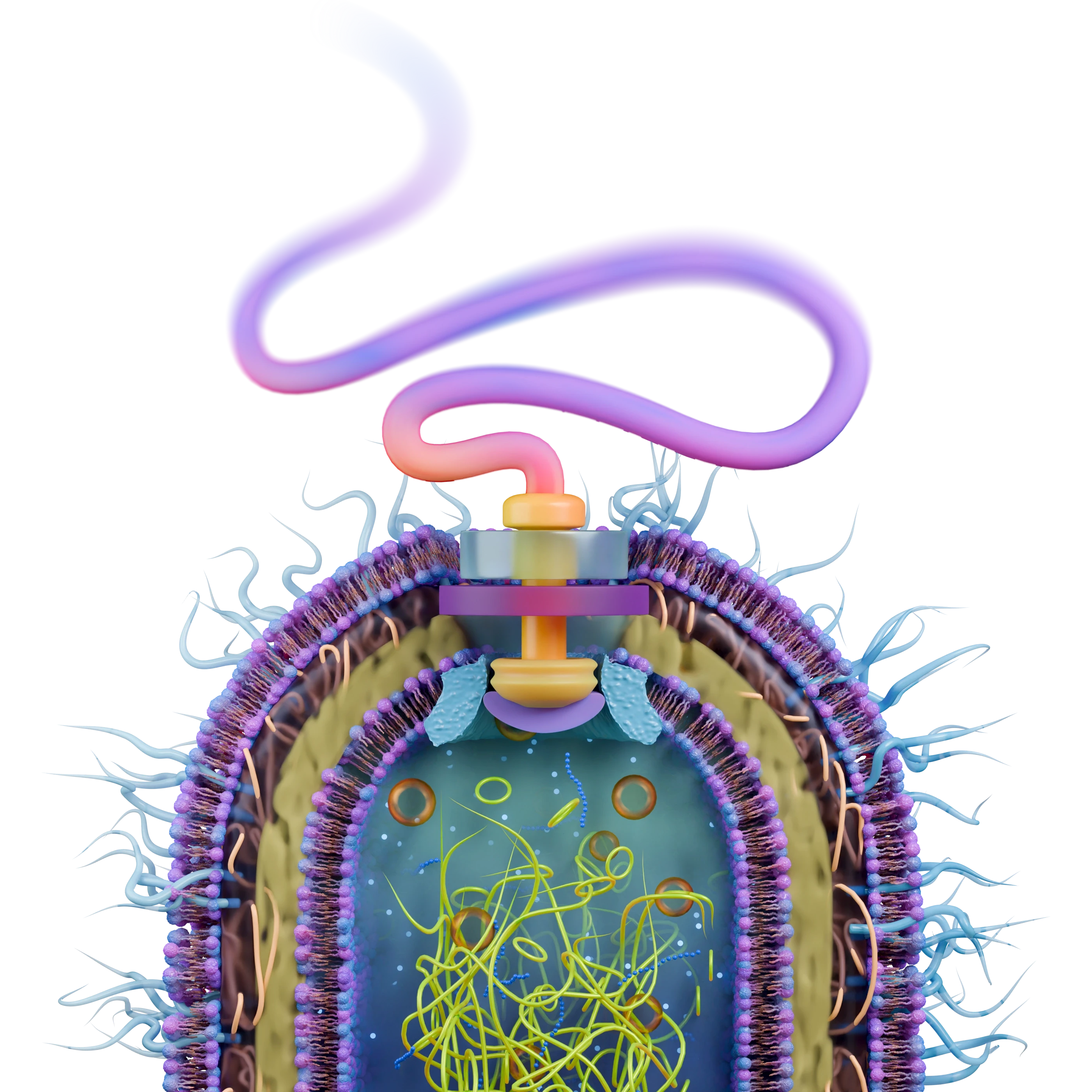 A colorfull cross section of a Bacteria,  Image