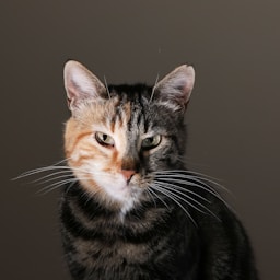 Suki