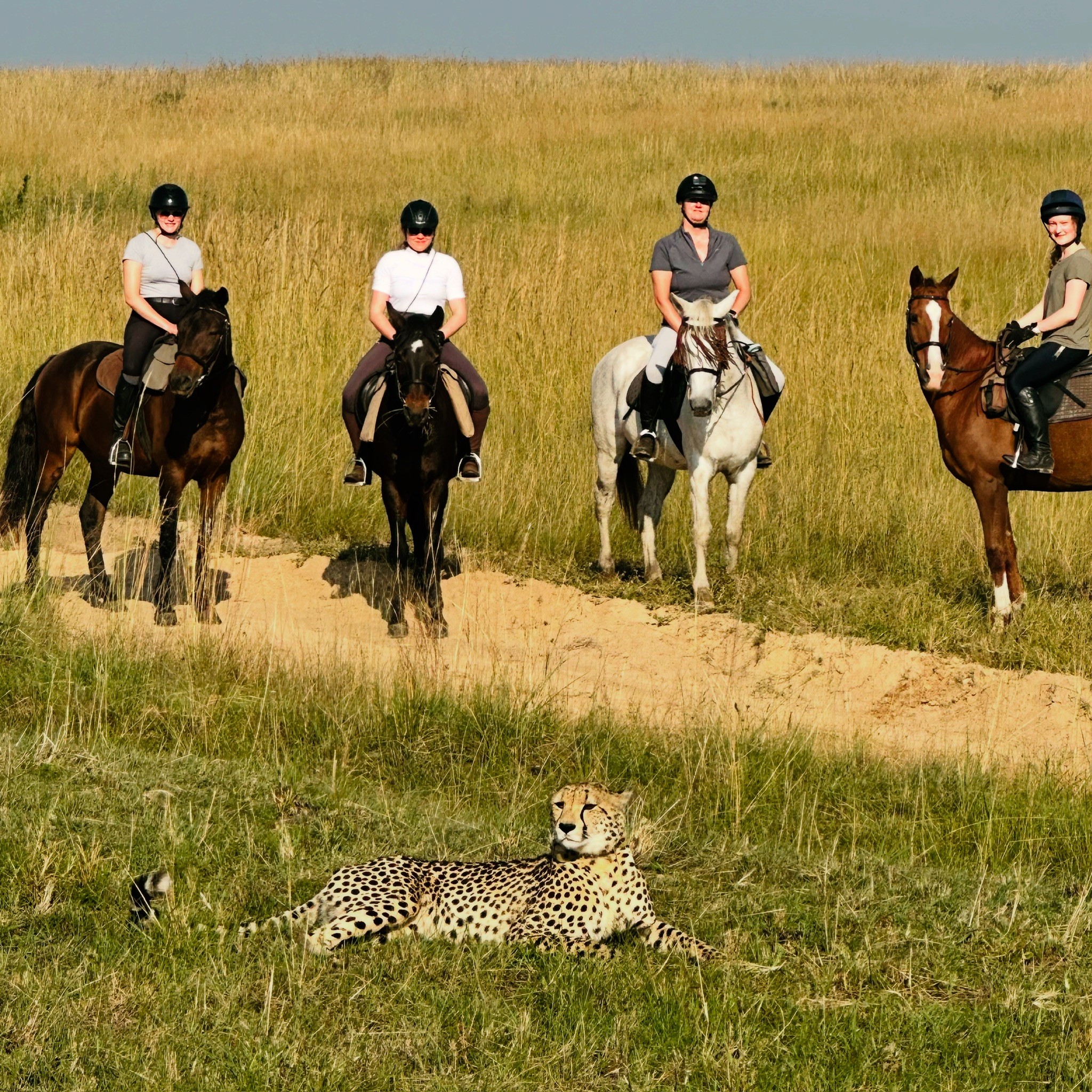 Kilimanjaro Elephant Ride, Arusha National Park, Tanzania – elefant i högt gräs tittar mot kameran, medan fem ryttare till häst på ridsafari i bakgrunden betraktar elefanten i ett grönt och frodigt landskap.