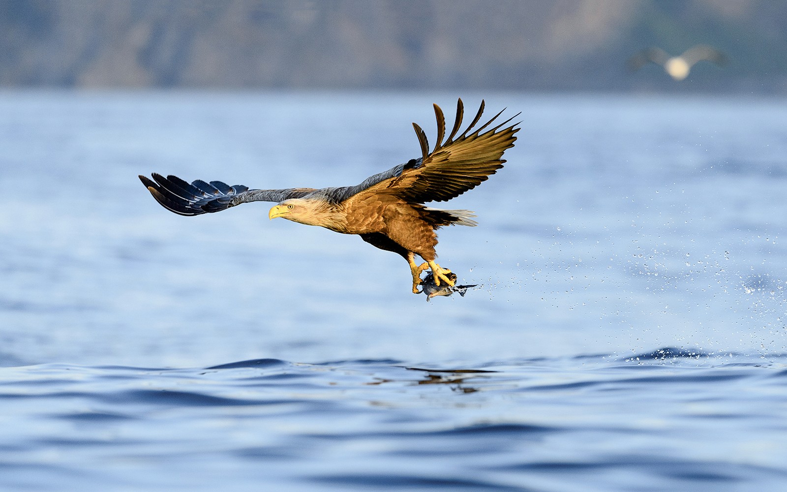 Орел ловить рибу над арктичними водами фьорду поблизу Тромсе.