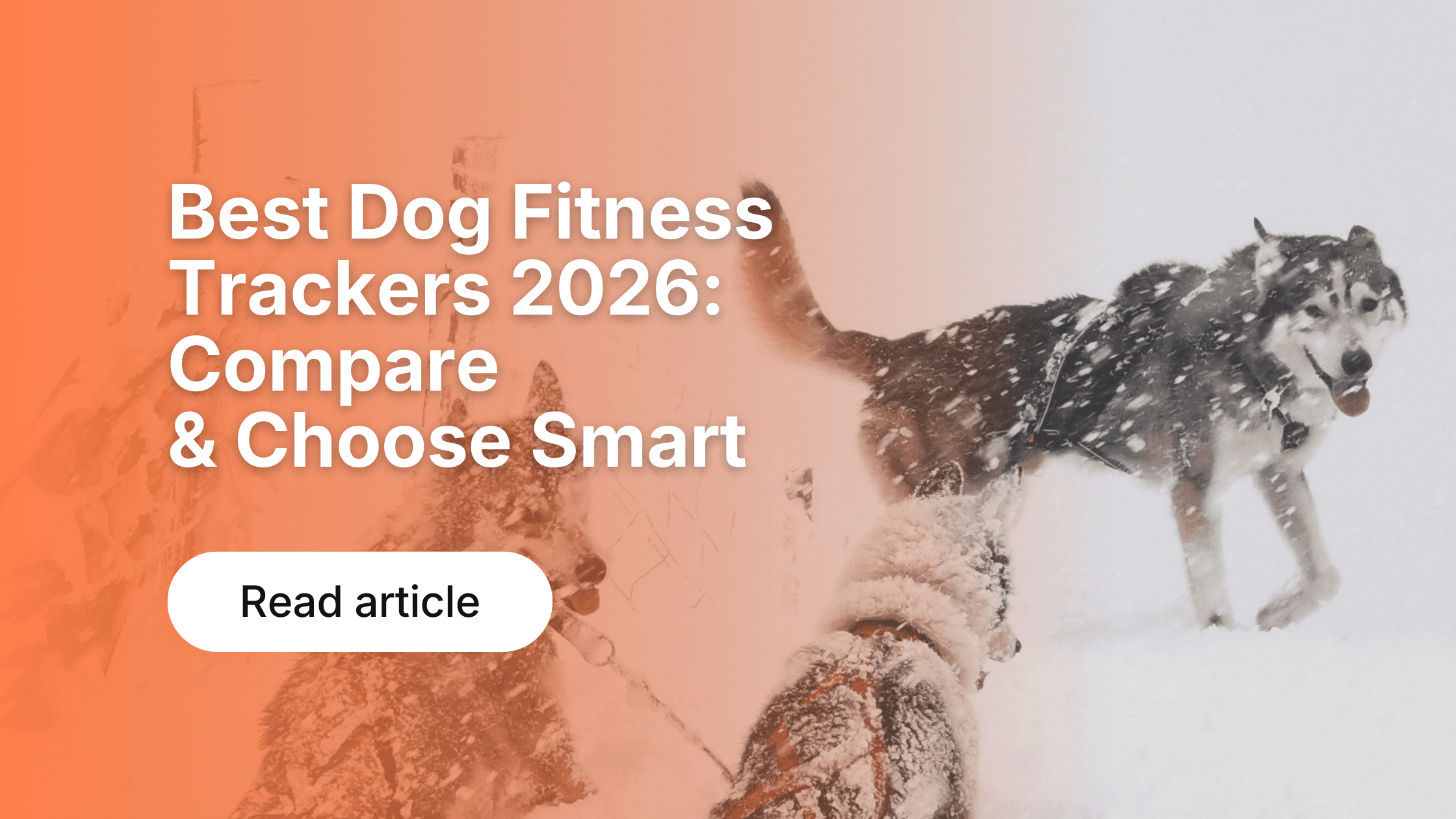Dog Activity Tracking: Why Data Improves Health & Fitness