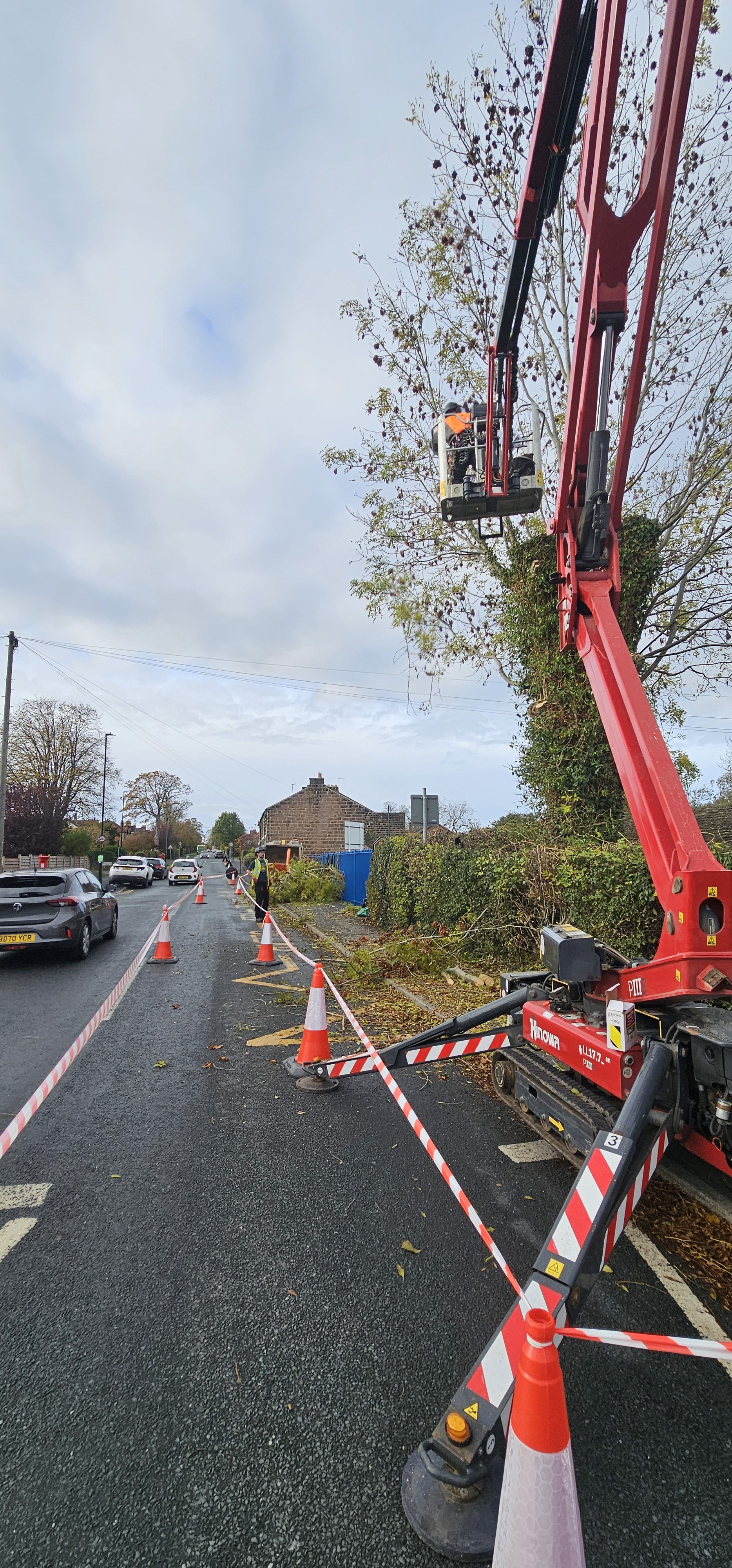 a tree that has been cut down in the forest