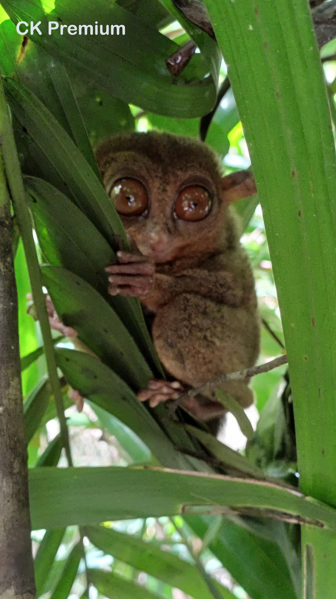 Nártoun filipínský - nejmenší filipínské zvířátko - Bohol, Filipíny.