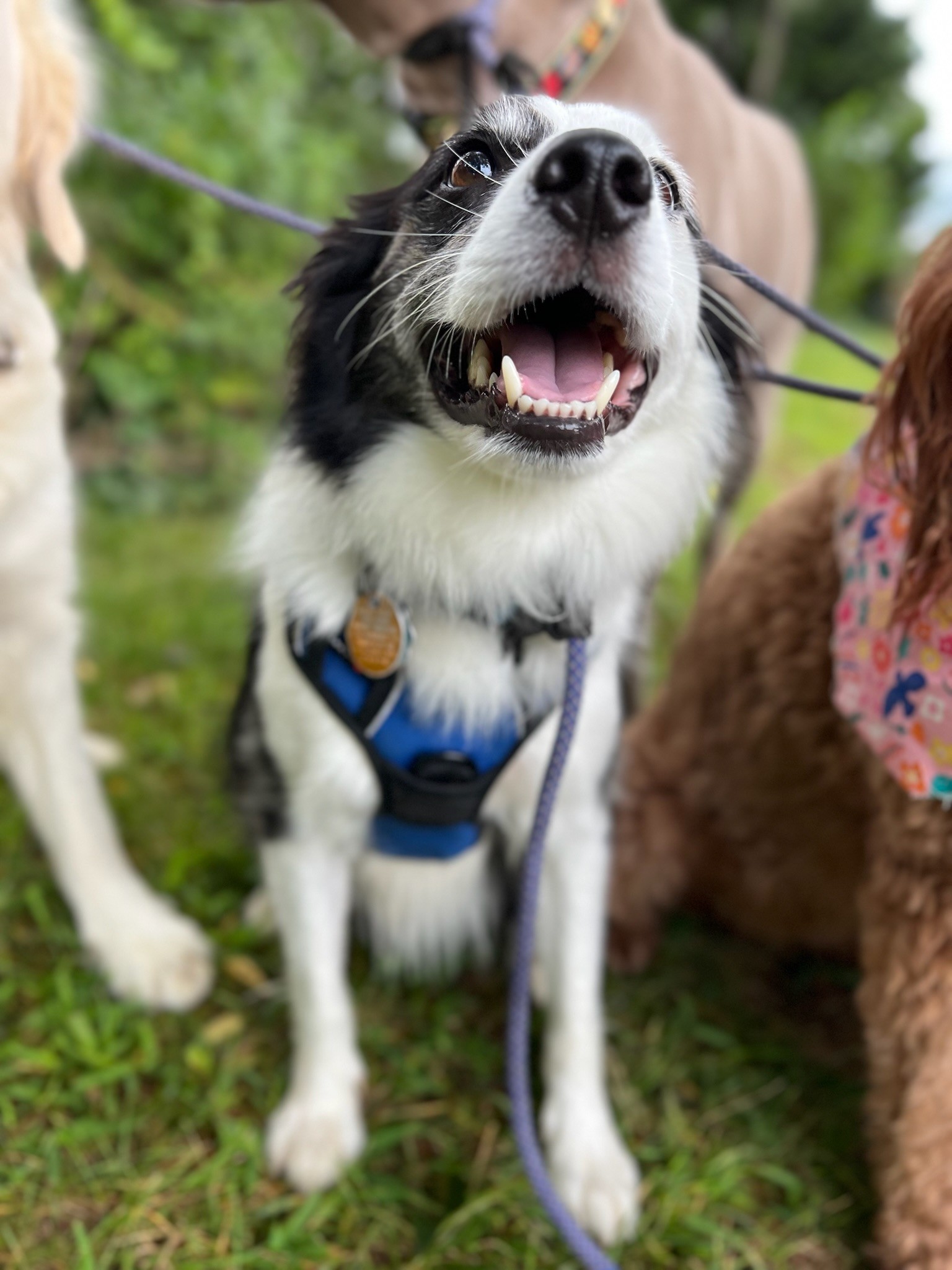 Dog training in Annapolis, Maryland