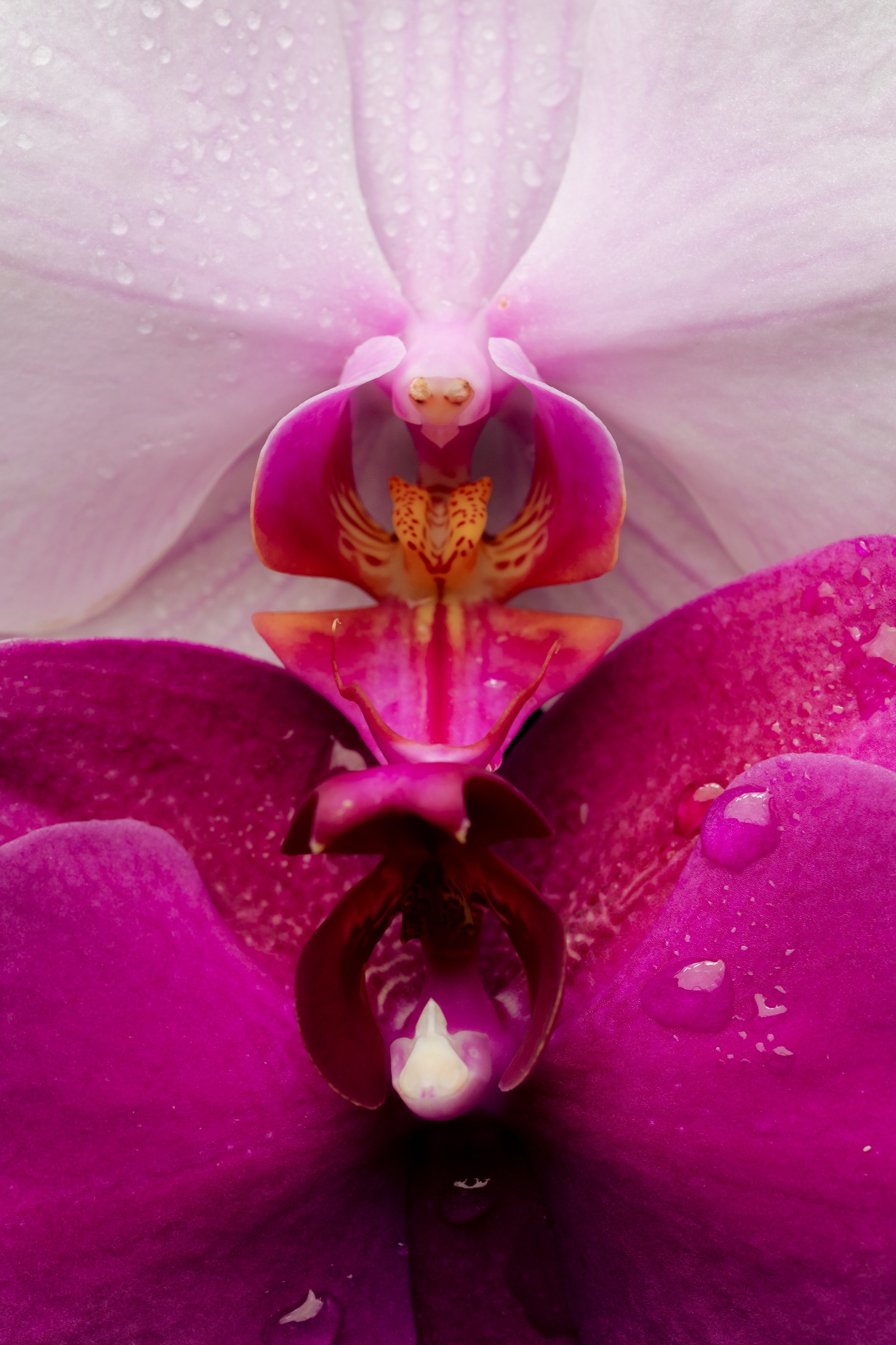 Orchid Flowers