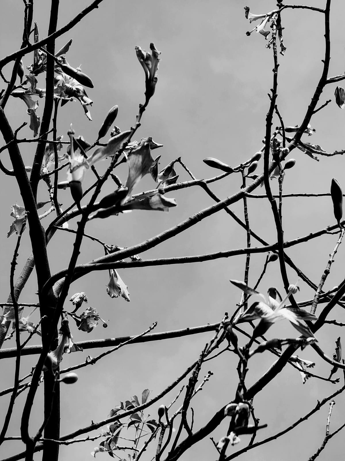 Bob Truman the Artist