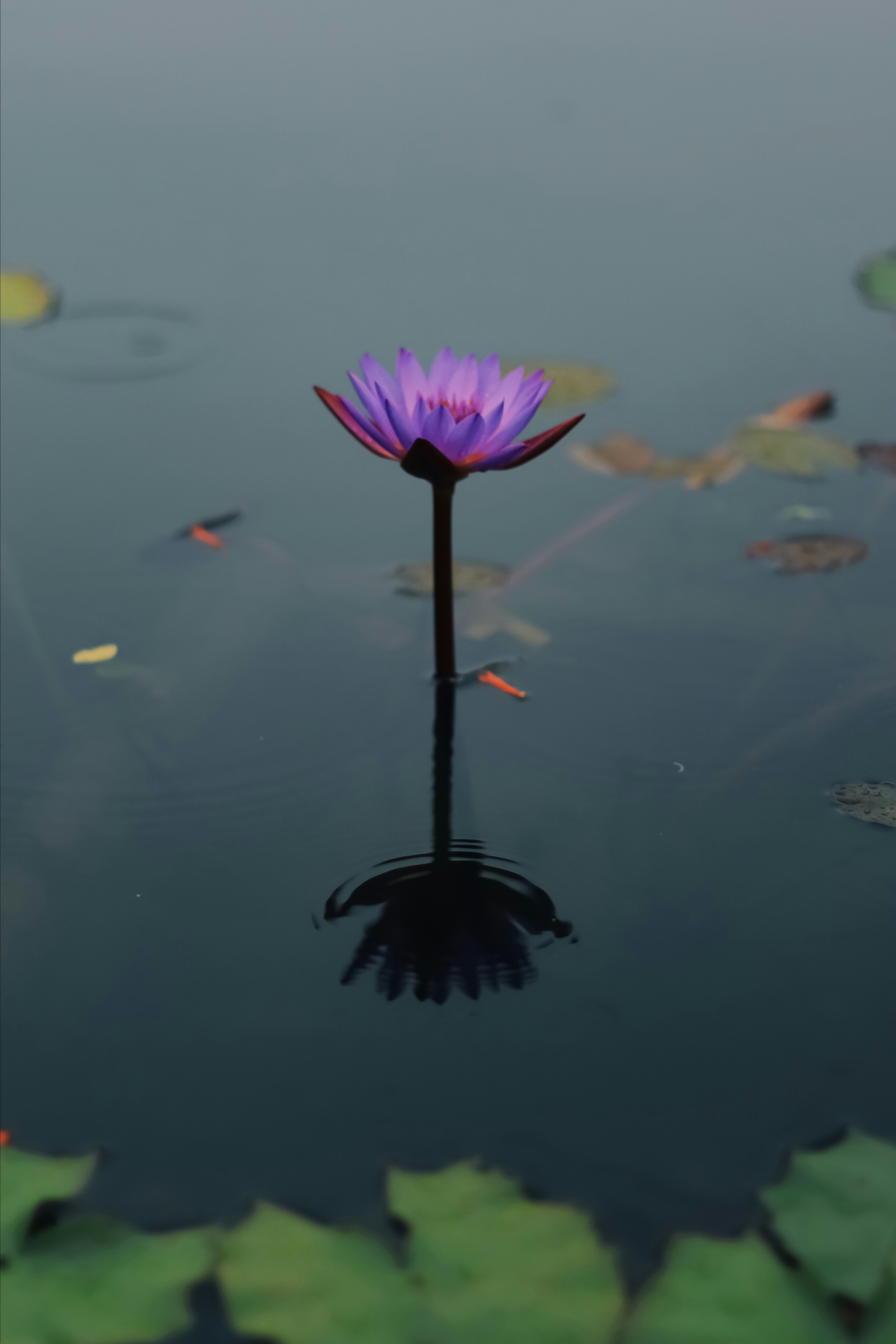 lotus