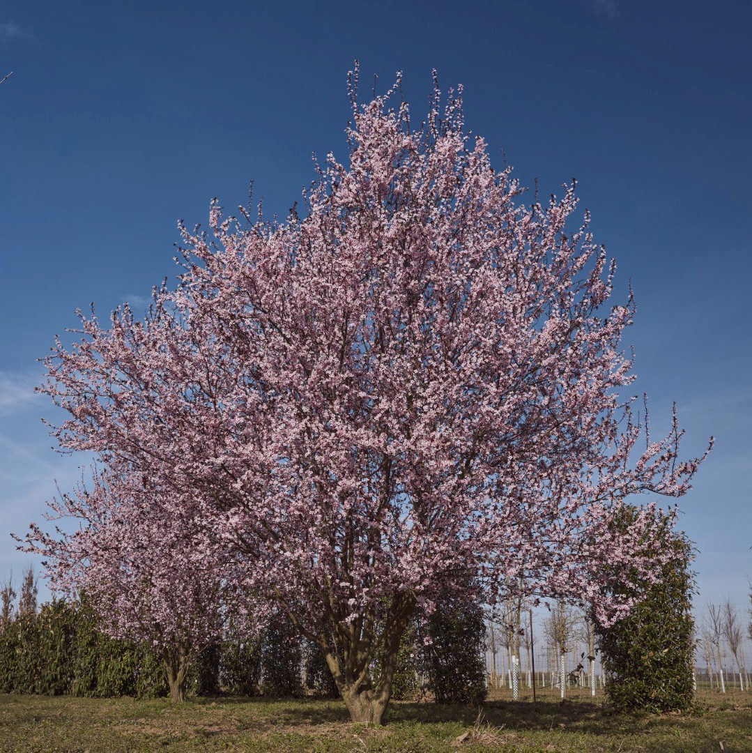 Prunus cerasifera ‘Nigra’ mit breit ausladender Krone und zahlreichen zart rosafarbenen Blüten an dicht verzweigten Ästen.