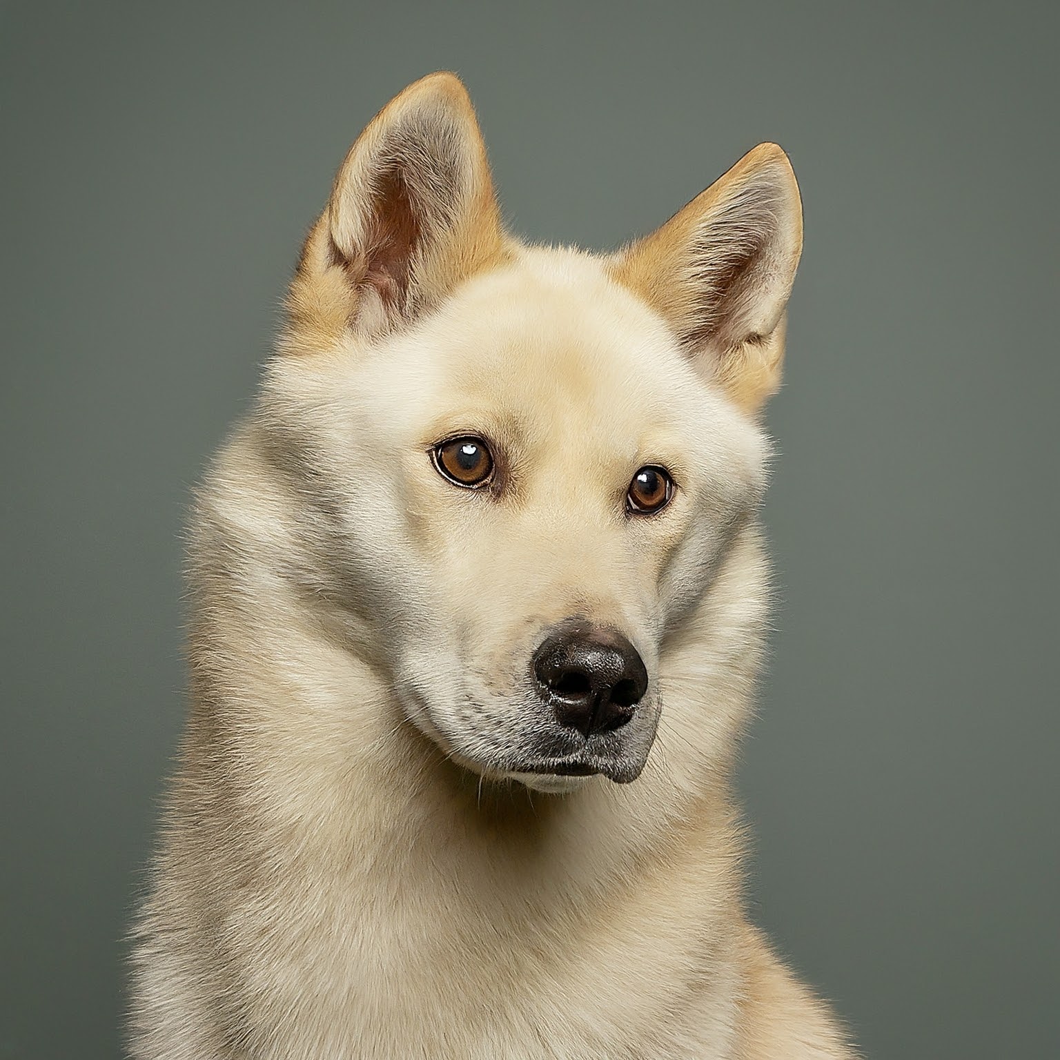 BUDDYUNO, Northern Inuit Dog