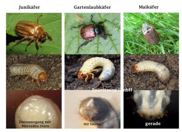 Gartenlaubkäfer im Rasen: Engerlinge erkennen, vorbeugen & bekämpfen