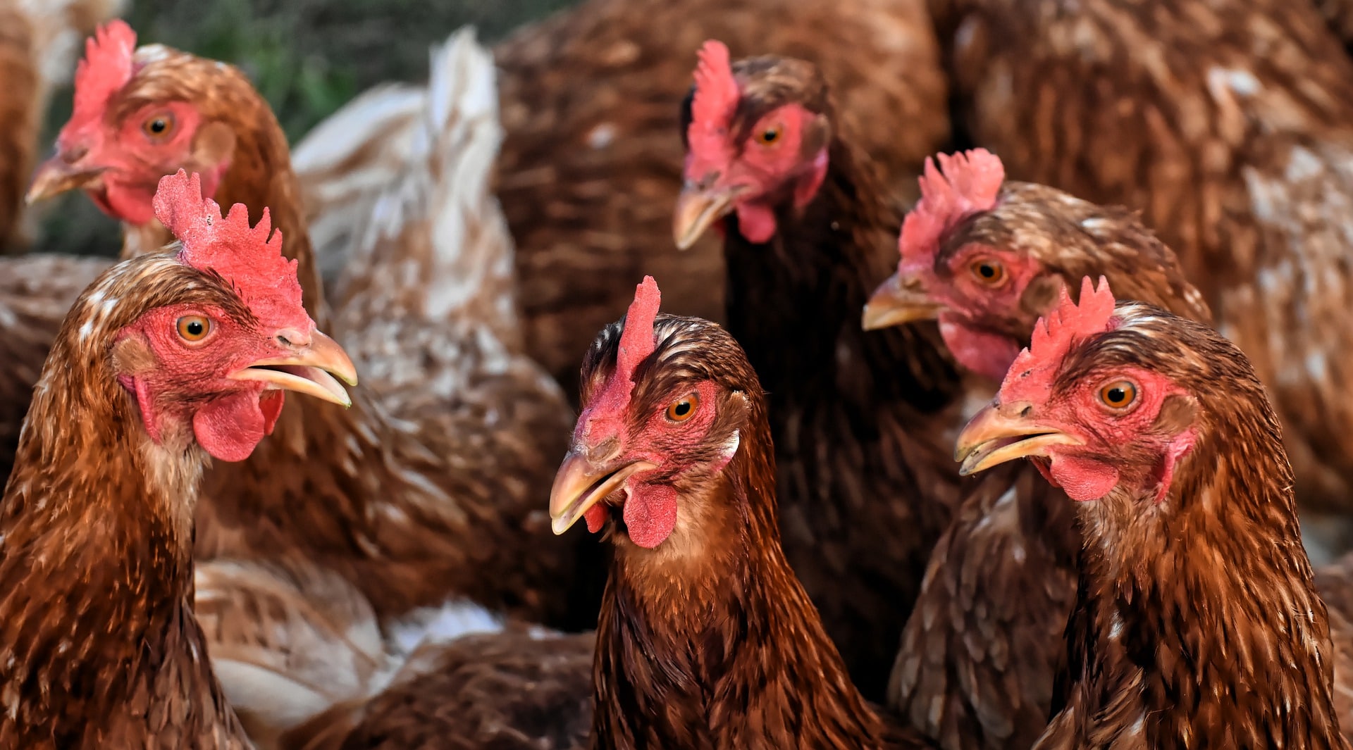 A group of brown chickens