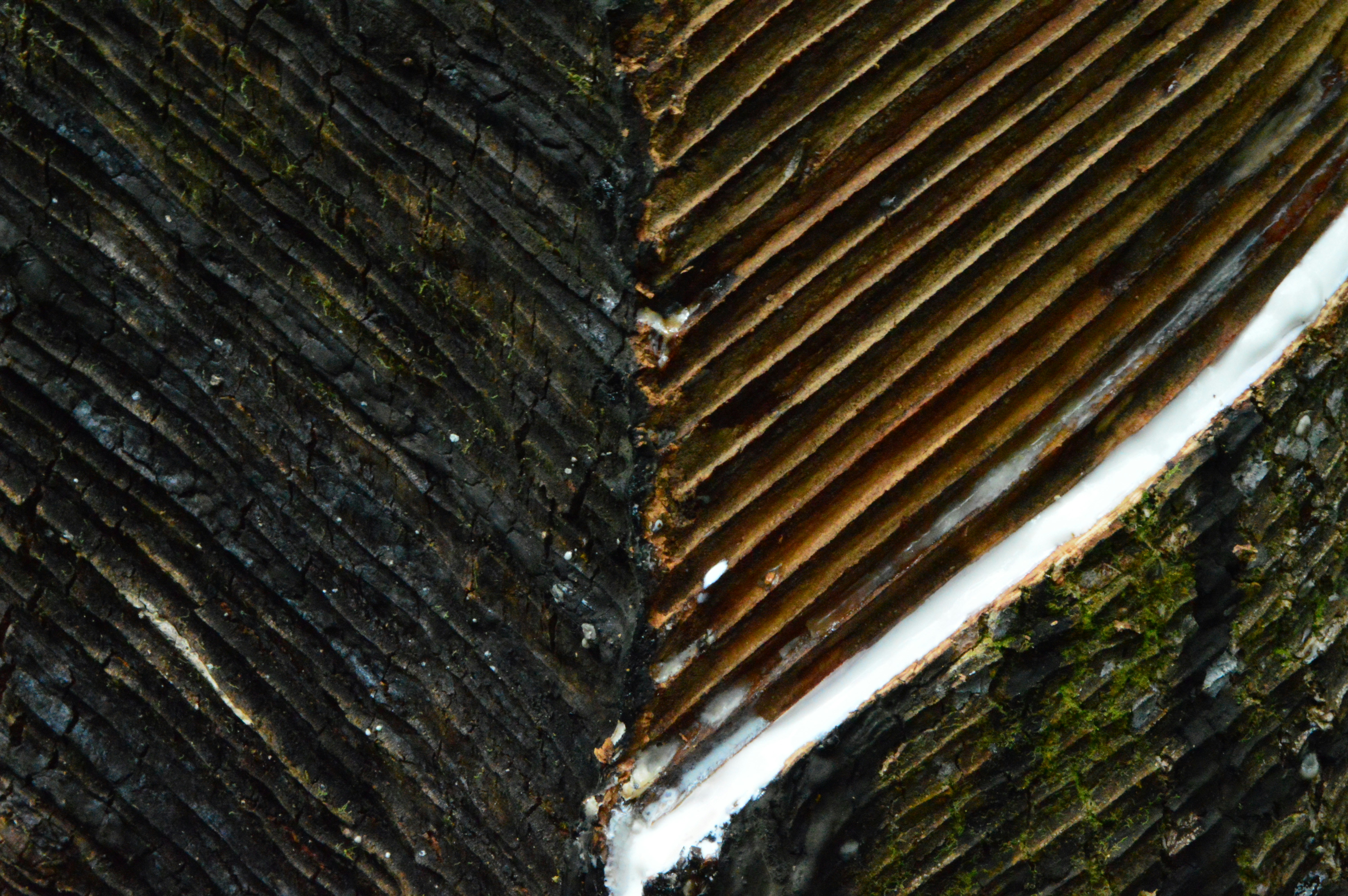 A close up of a tree trunk with snow on it