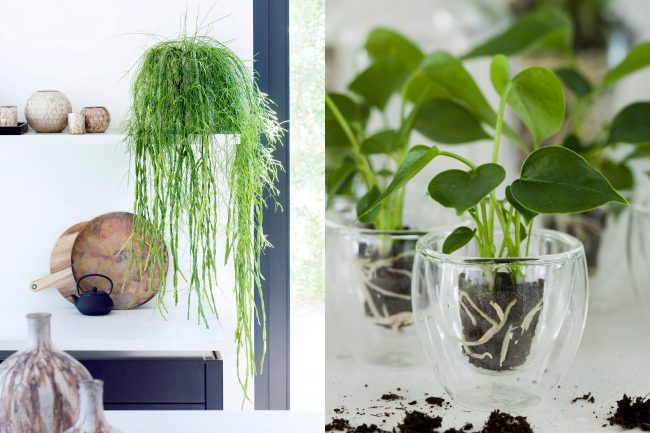 maisonbelle-kamerplanten-interieurblog