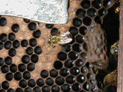 Detalhe de favo velho com alvéolos escuros vazios e uma abelha operária entre eles