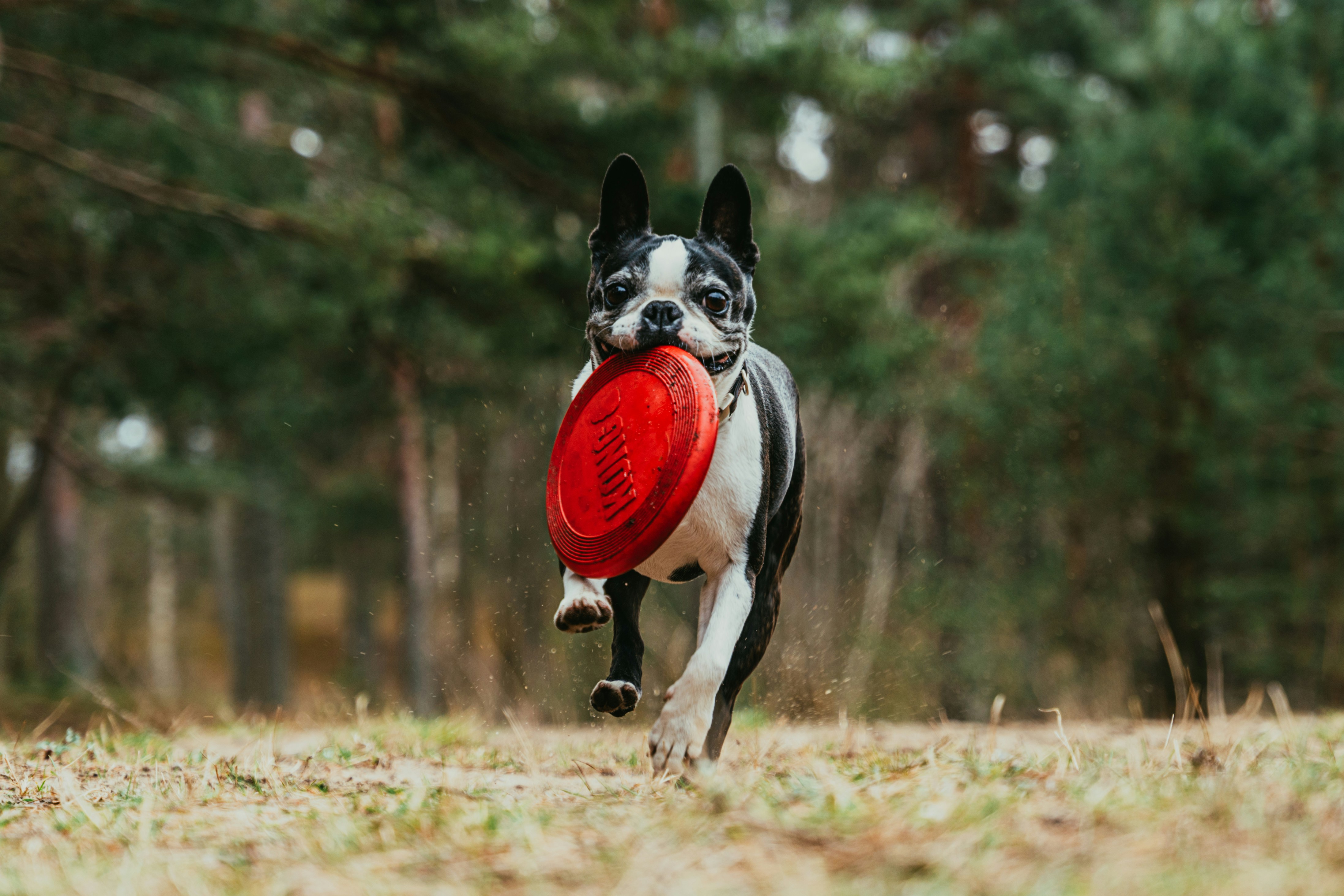 small dog running with a bright red frisbee