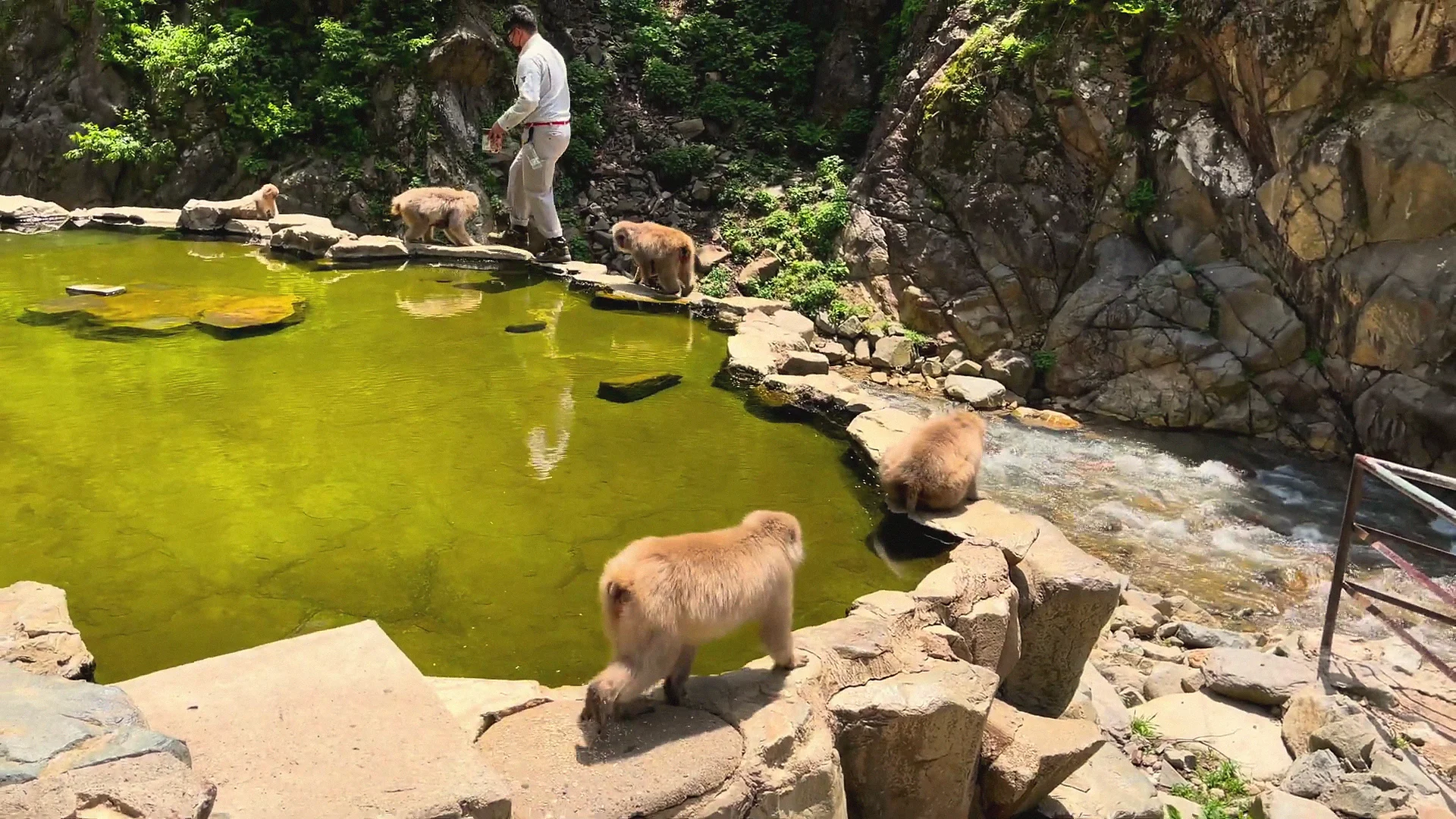 A park keeper in white scatters food along the edge of the green summer hot-spring pool at Jigokudani as snow monkeys gather.