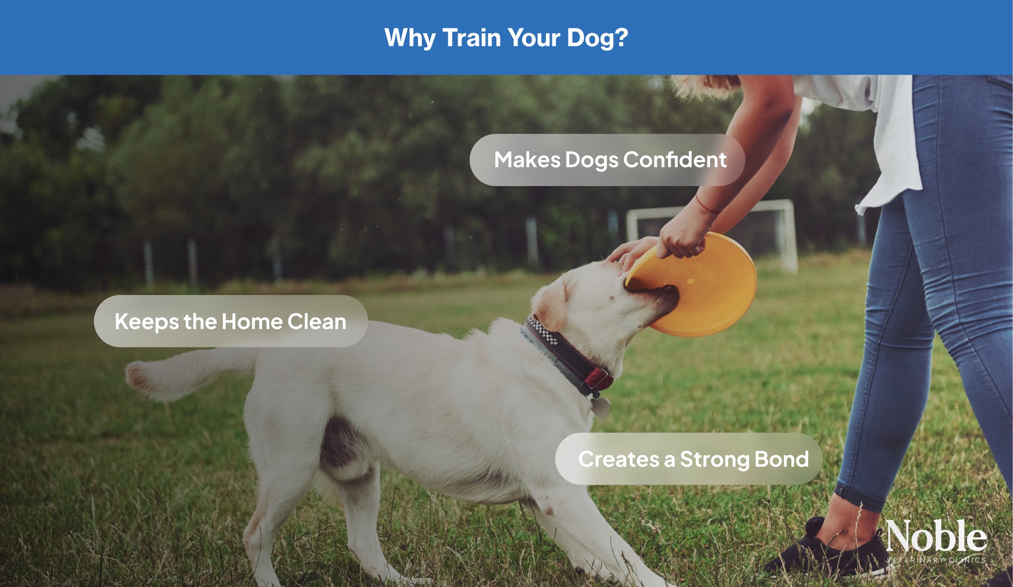 An infographic showing a person playing frisbee with a white dog and highlighting the benefits of house training a dog.