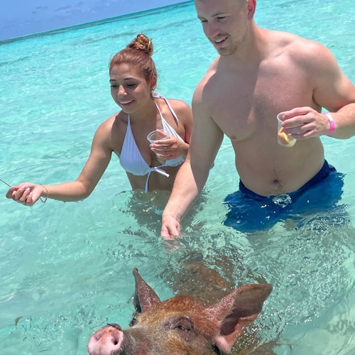 Feeding the swimming pig