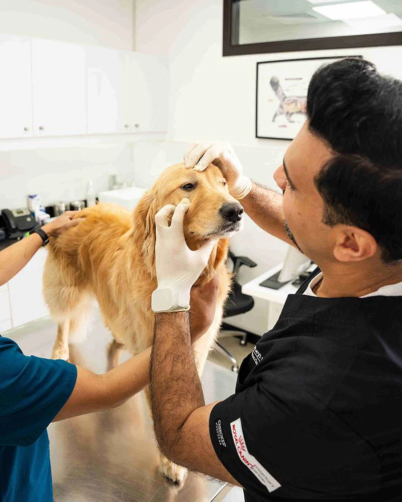 A veterinarian is examining a dog's eyes by holding its face securely.