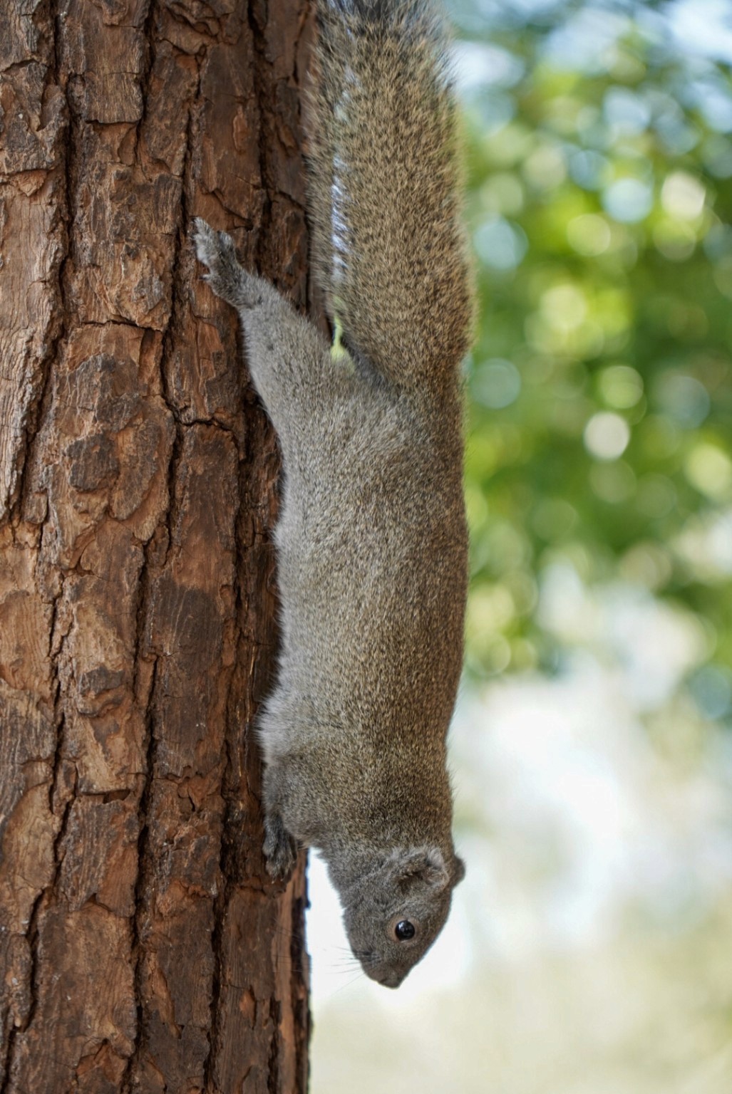A squirrel climbing downward along the trunk of a tree.