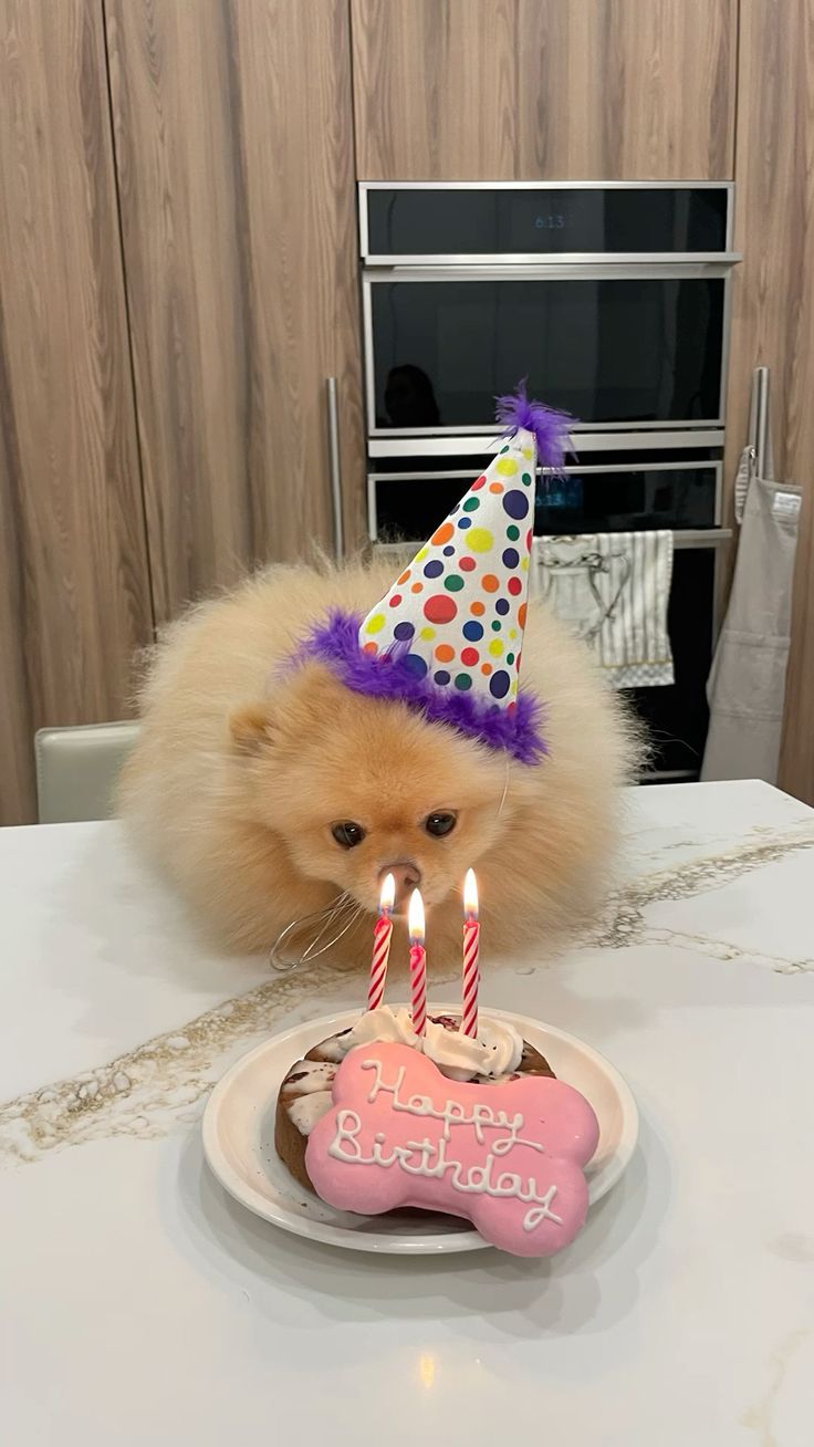 How Big Will My Pomeranian Get? Size & Growth Explained