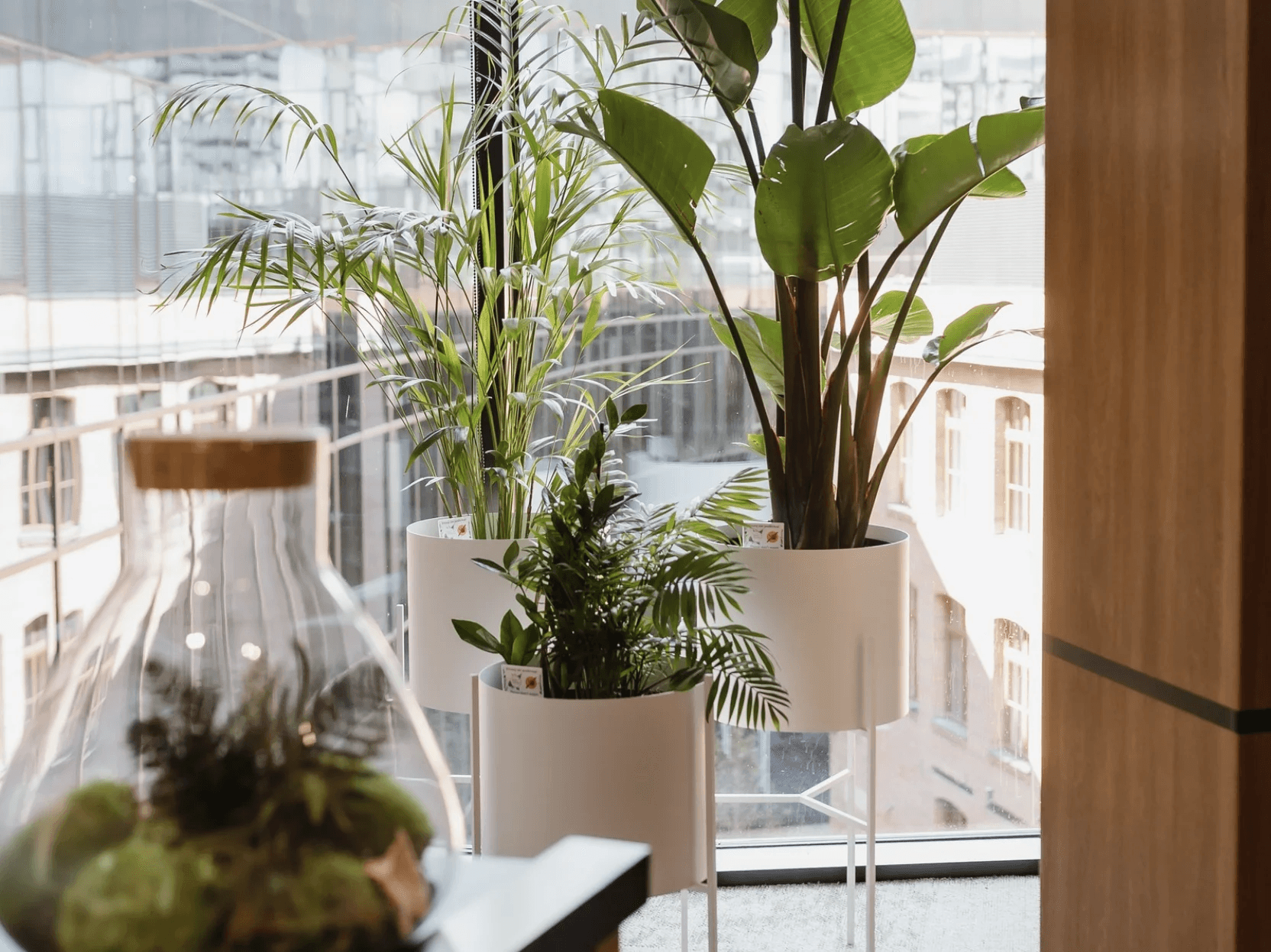 rośliny w na piętrze w tle szyba i miasto