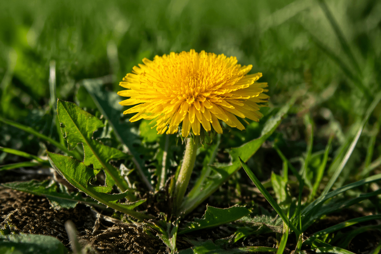 An illustration from Carlos Gomes Cabral