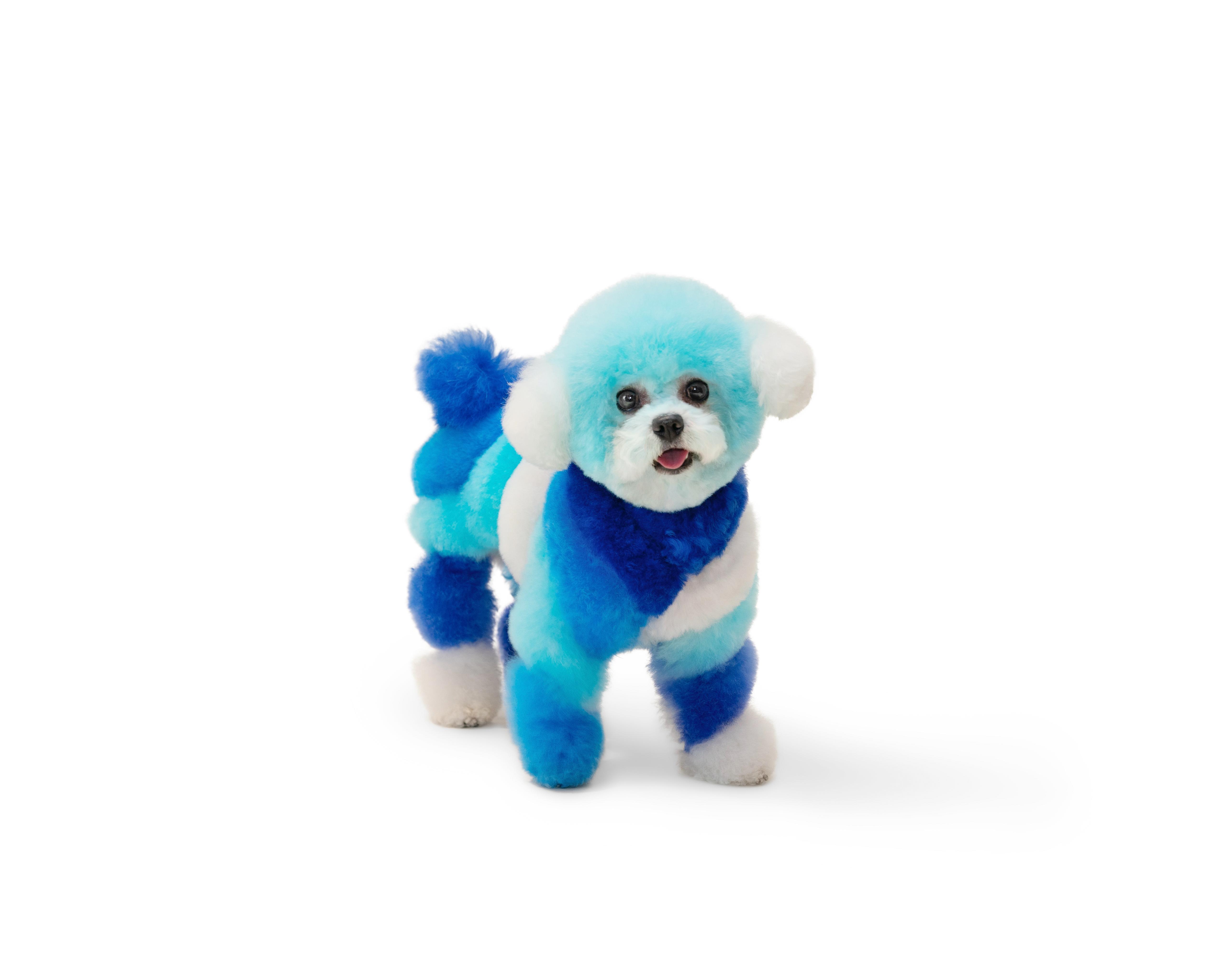 Small dog styled with a bold blue and white color blocking design, showcasing modern and artistic grooming techniques.