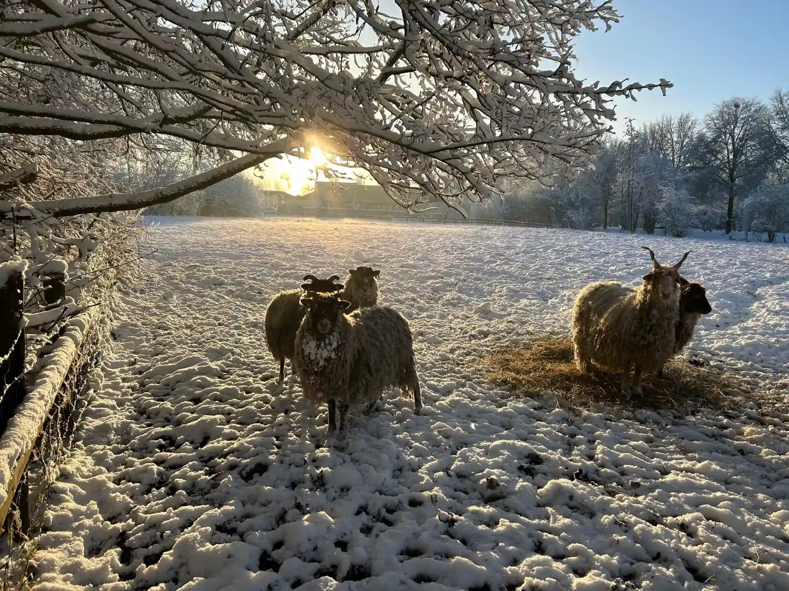 Schapen in de sneeuw