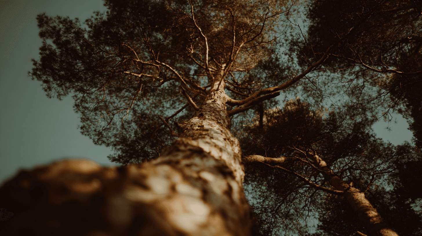 a new era of elegance