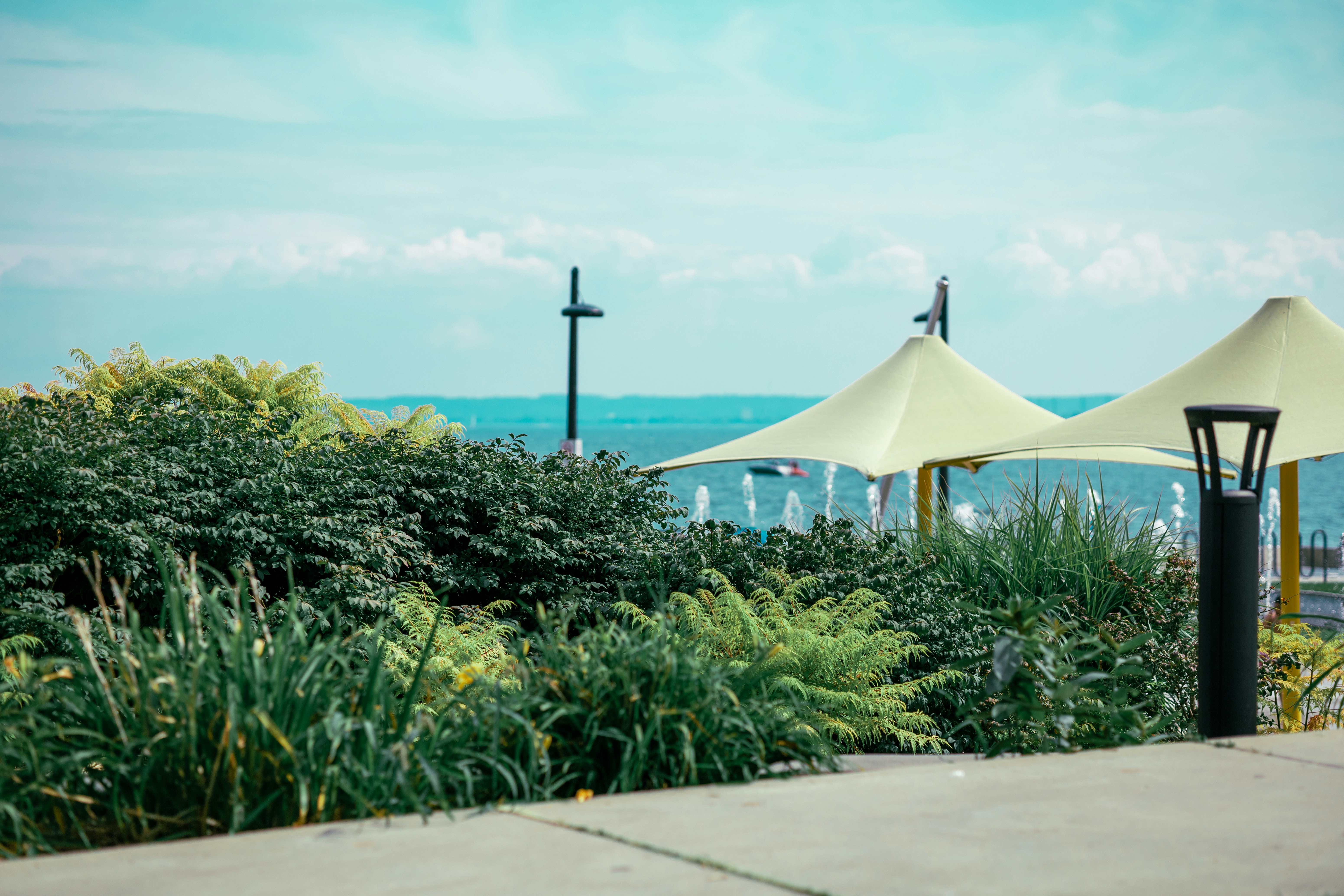 green plants near body of water during daytime