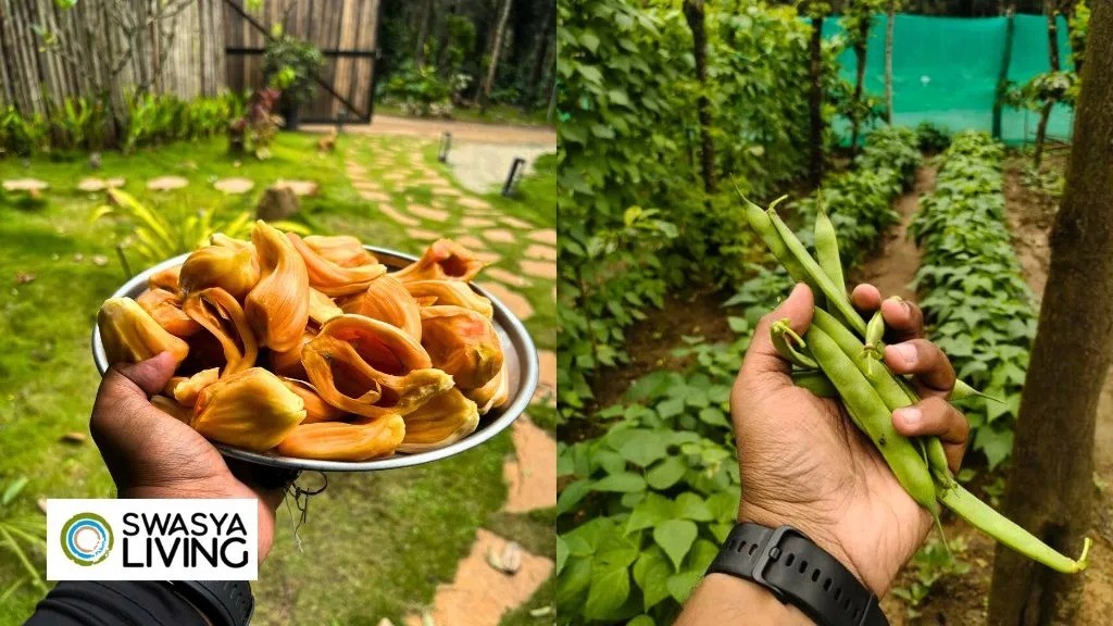 Health Benefits of having Organic Food