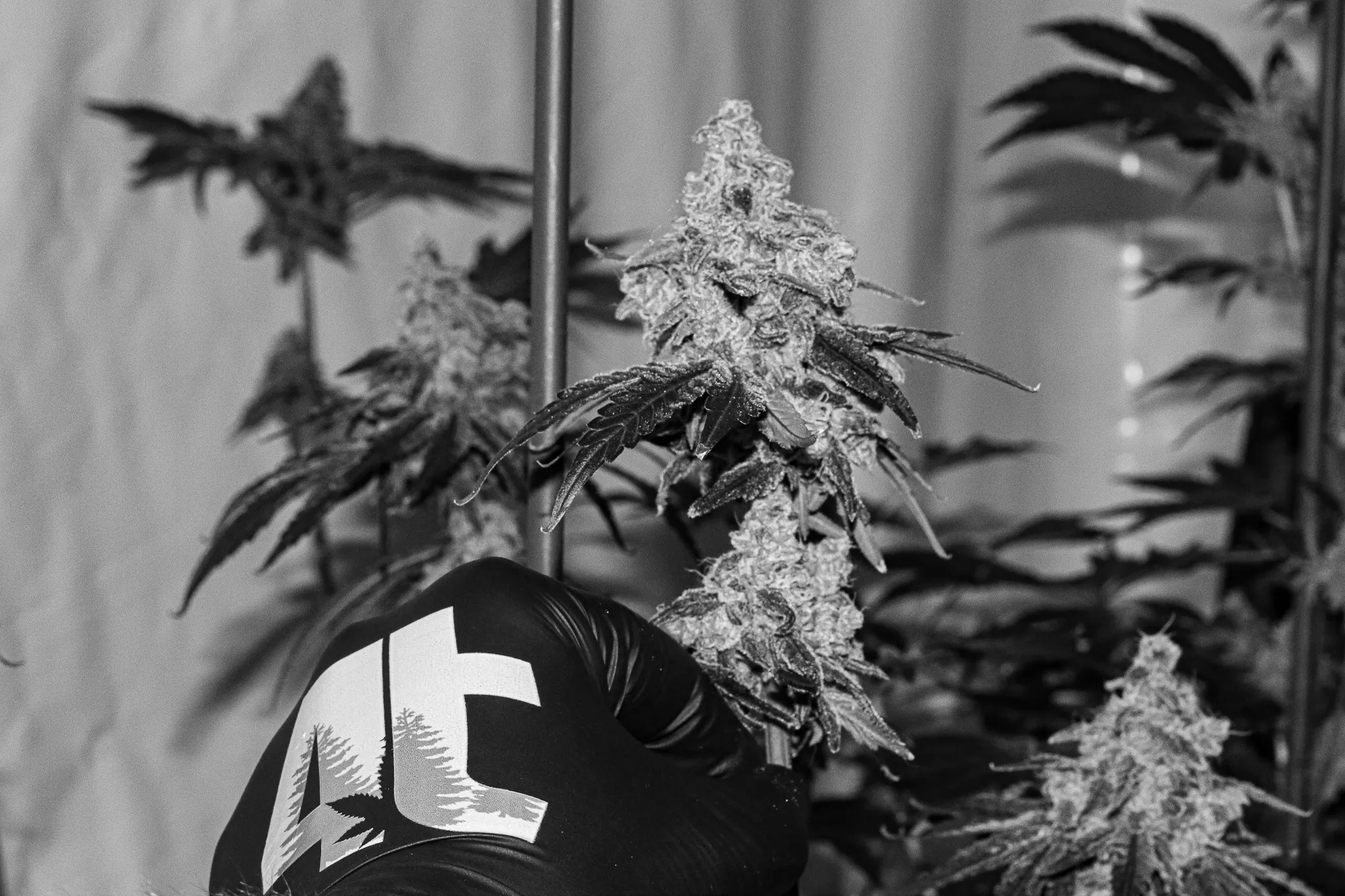 Terpy buds grown by 4trees Cannabis Building