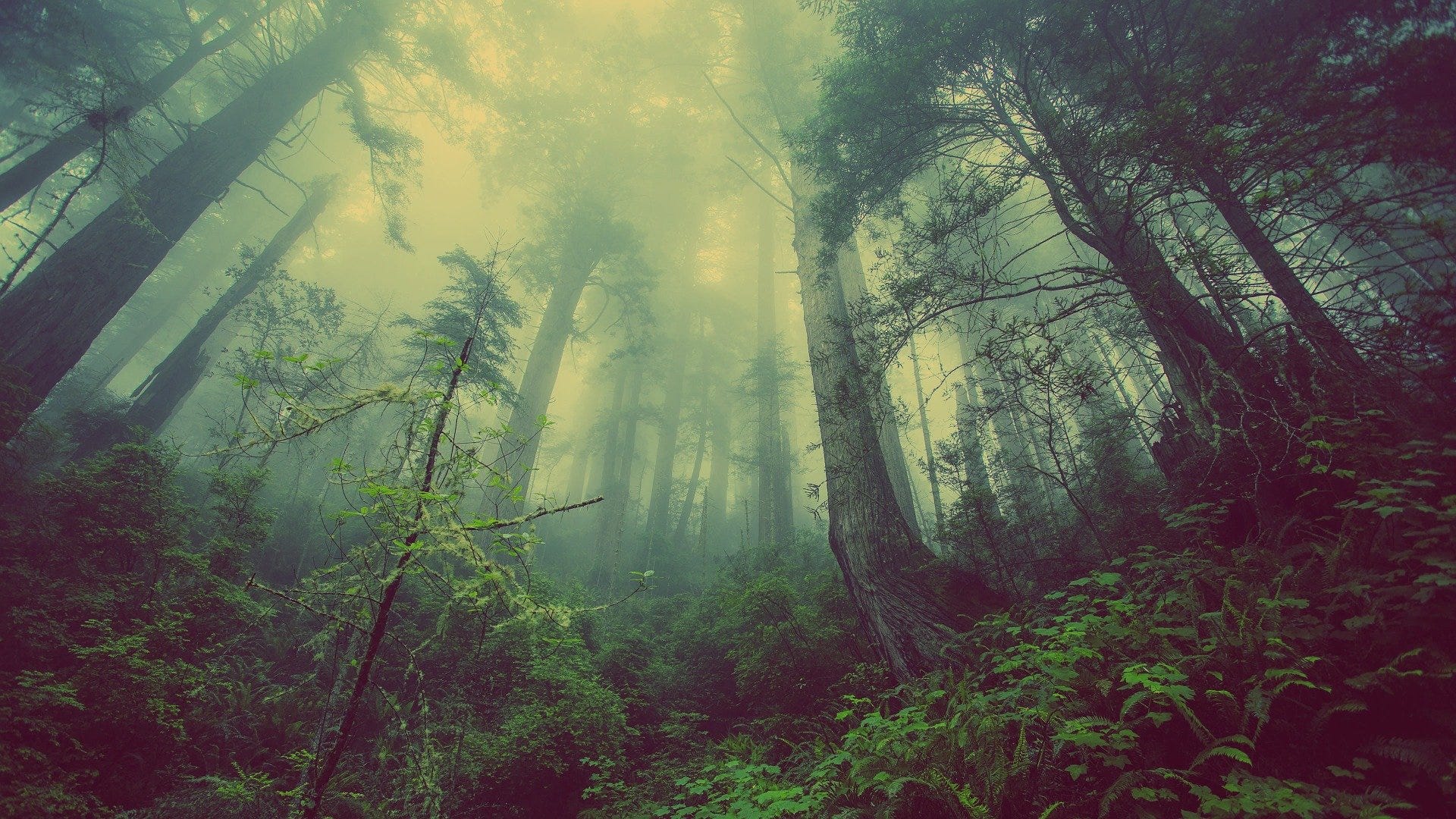 Tall trees in a forest.