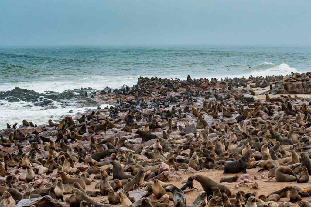 Lots of seals at Cape Cross Seal Reserve, Namibia