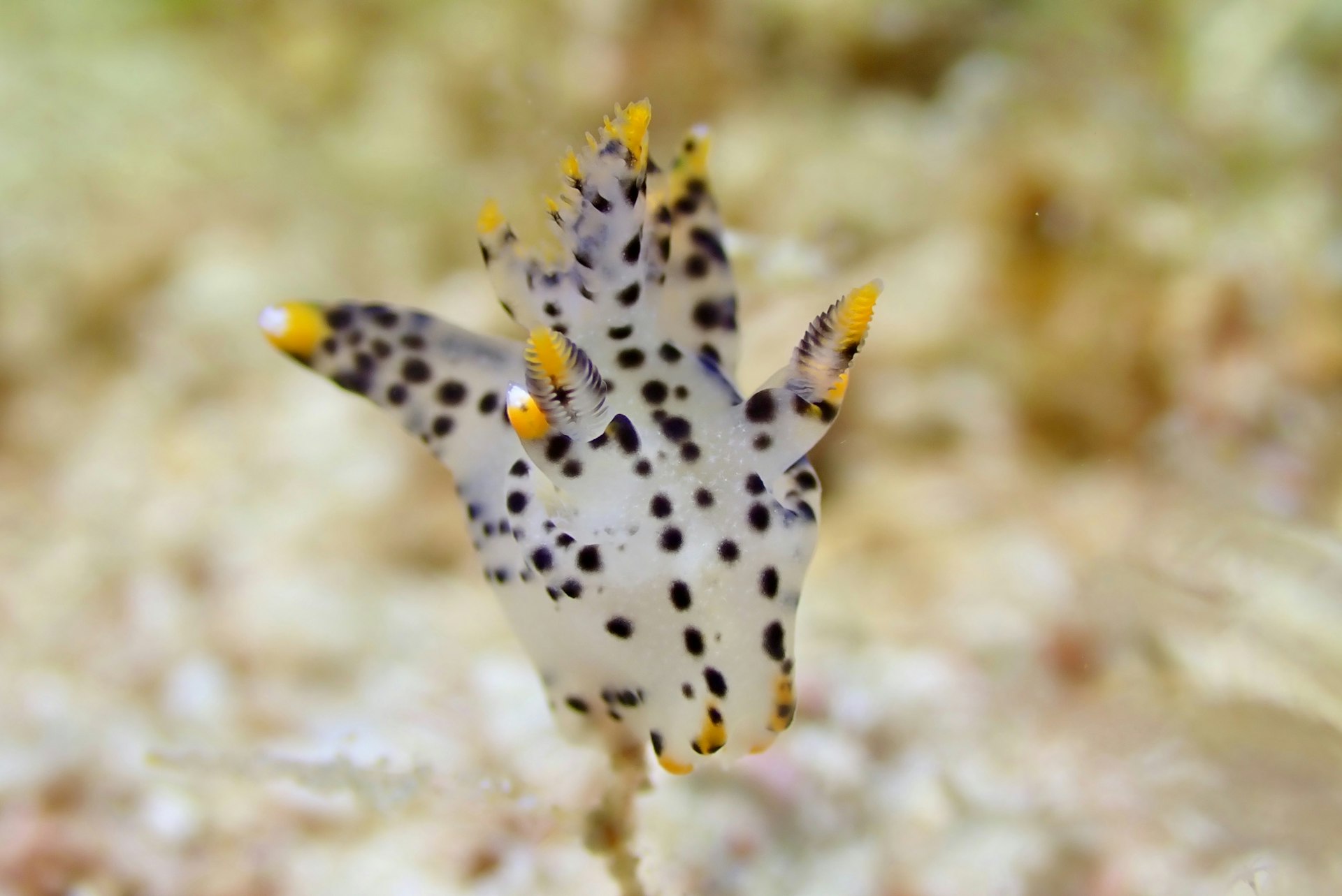 White nudibranch covered in black spots with yellow-tipped gills and rhinophores