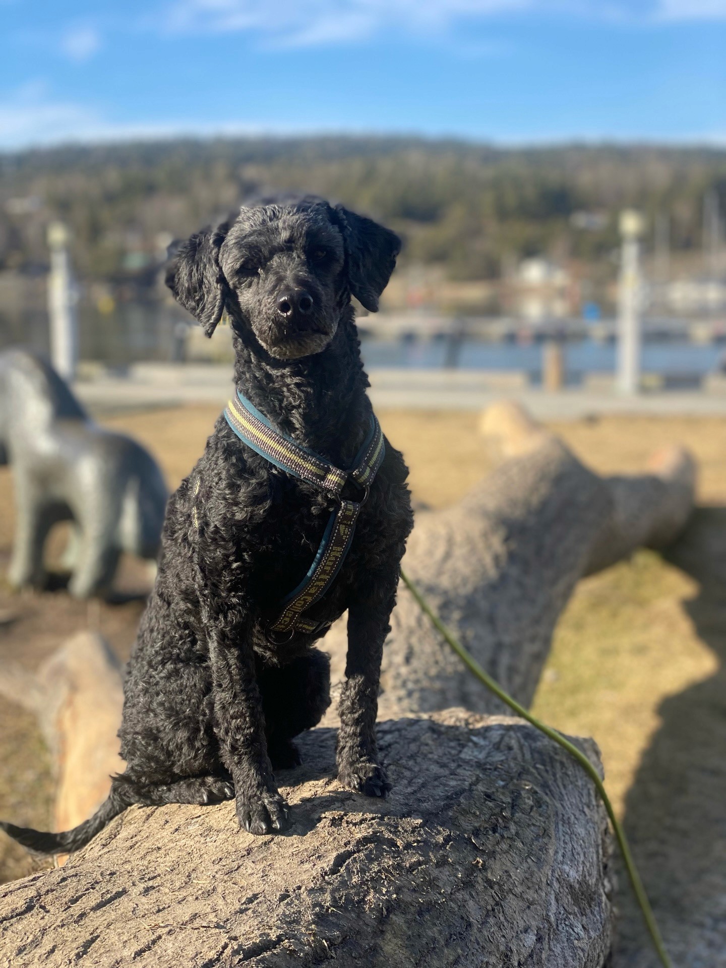 Dog photo